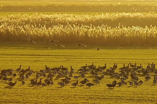 Flock of Dark-bellied brent geese (Branta bernicla bernicla) feeding on crops at dusk