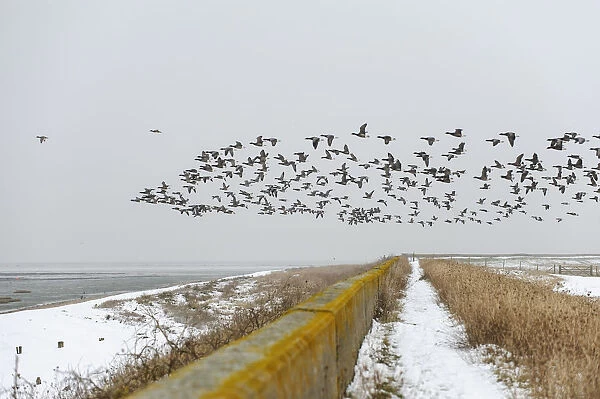 Flock of Dark-bellied brent geese (Branta bernicla) flying over sea wall, South Swale