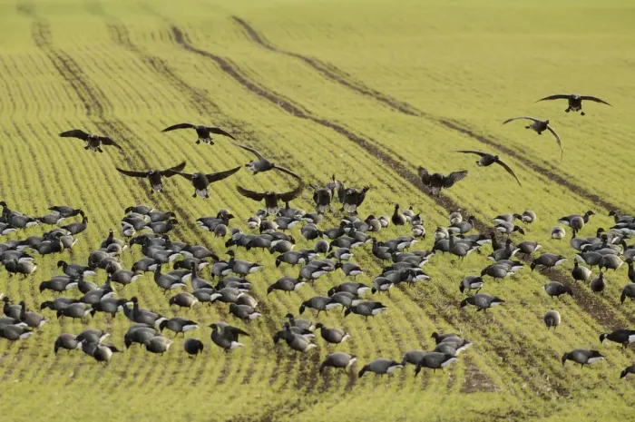 Framed Print : Flock of Dark-bellied brent geese (Branta bernicla bernicla) feeding on crops, South Swale Framed Print : Flock of Dark-bellied brent geese (Branta bernicla bernicla) feeding on crops, South Swale