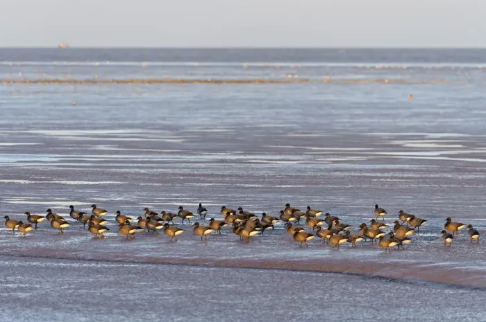 Framed Print : Flock of dark-bellied brent geese (Branta bernicla) on foreshore, Snettisham RSPB reserve Framed Print : Flock of dark-bellied brent geese (Branta bernicla) on foreshore, Snettisham RSPB reserve