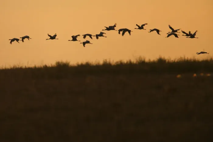 Framed Print : Flock of Demoiselle cranes (Anthropoides virgo) in flight at sunrise, Bagerova Steppe Framed Print : Flock of Demoiselle cranes (Anthropoides virgo) in flight at sunrise, Bagerova Steppe