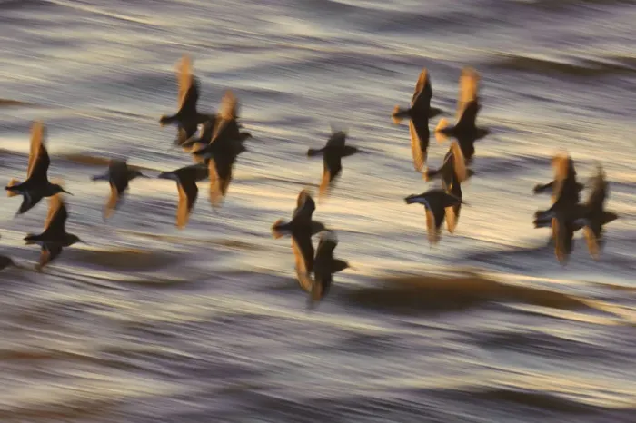 Framed Print : Flock of Dunlin (Calidris alpina) in flight at sunset over the Wash estuary, Snettisham Framed Print : Flock of Dunlin (Calidris alpina) in flight at sunset over the Wash estuary, Snettisham
