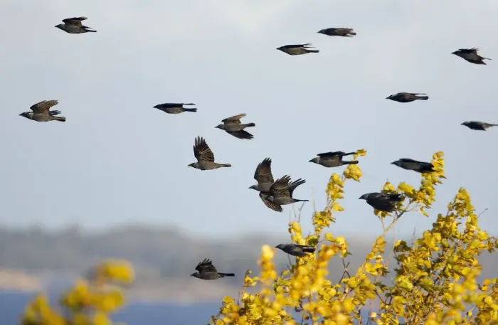 Framed Print : Flock of Eurasian Jackdaw (Corvus monedula) in flight, migration, Hanko, Finland, October