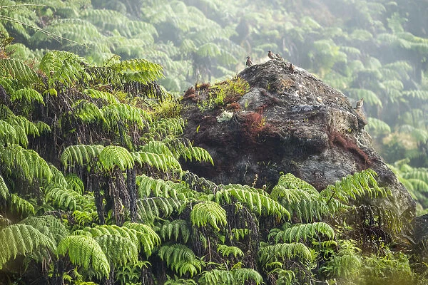 Flock of Galapagos dove (Zenaida galapagoensis) perched on rock, Santiago Highlands