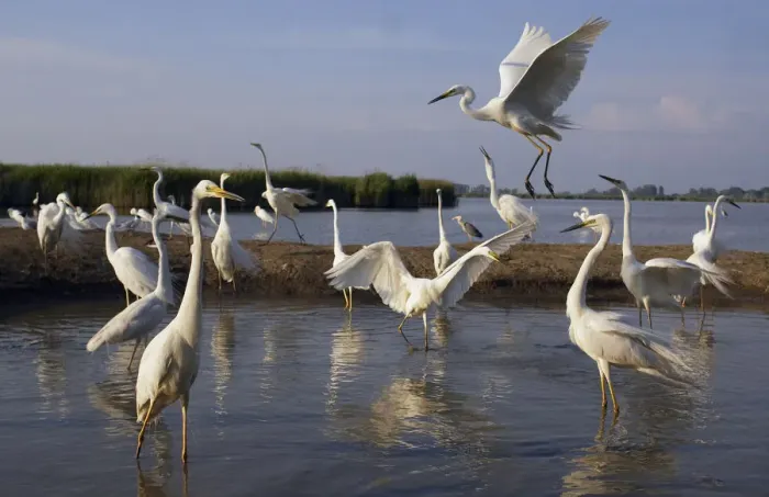 Framed Print : Flock of Great Egret (Ardea alba) at water, Pusztaszer, Hungary, May 2008 Framed Print : Flock of Great Egret (Ardea alba) at water, Pusztaszer, Hungary, May 2008
