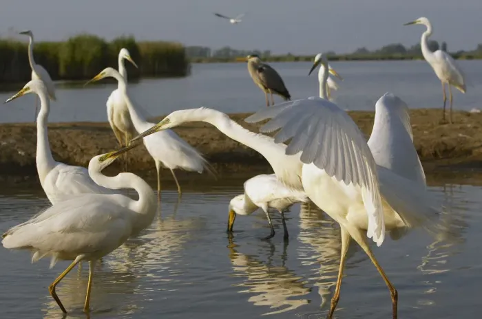 Framed Print : Flock of Great Egret (Ardea alba) at water, Pusztaszer, Hungary, May 2008