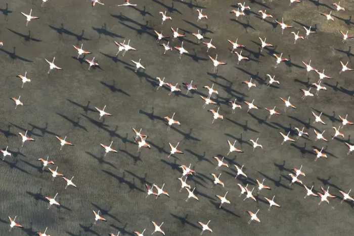 Framed Print : Flock of Greater flamingo (Phoenicopterus ruber) in flight, Camargue, Southern France Framed Print : Flock of Greater flamingo (Phoenicopterus ruber) in flight, Camargue, Southern France