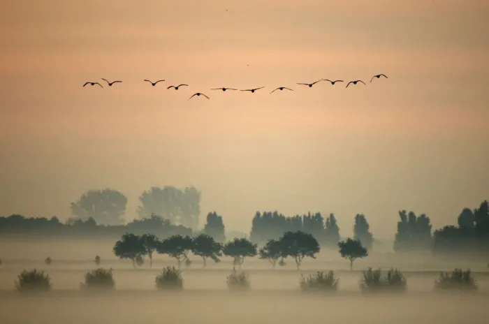 Framed Print : A flock of Greylag Goose (Anser anser) flying in formation above misty fields. The Netherlands Framed Print : A flock of Greylag Goose (Anser anser) flying in formation above misty fields. The Netherlands