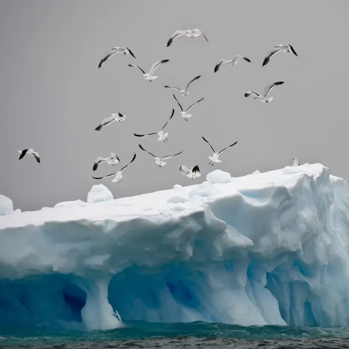 Framed Print : Flock of Kelp / Southern black backed Gulls (Larus dominicanus) flying over iceberg Framed Print : Flock of Kelp / Southern black backed Gulls (Larus dominicanus) flying over iceberg
