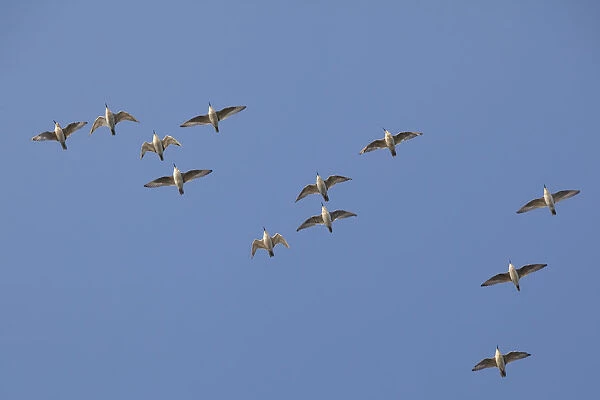 Flock of Knot (Calidris canuta) in flight. The Wash Estuary, Norfolk, October