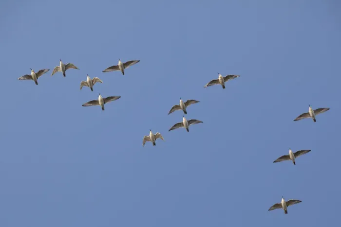 Framed Print : Flock of Knot (Calidris canuta) in flight. The Wash Estuary, Norfolk, October