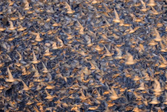Framed Print : Flock of Knot (Calidris canuta) taking flight. Snettisham, UK, January