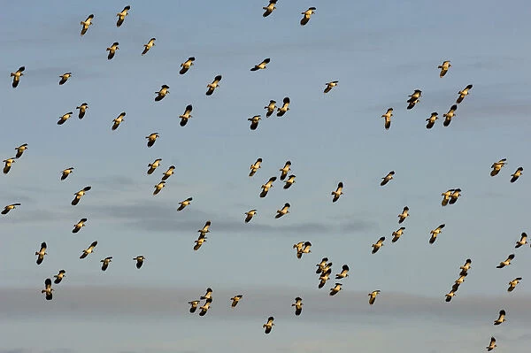 Flock of Lapwing (Vanellus vanellus) in flight, turning together in evening light
