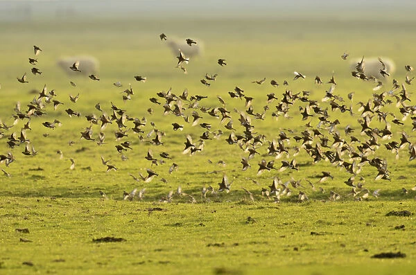 Flock of Linnets (Carduelis cannabina) in flight over grazing marsh, Elmley Nature Reserve
