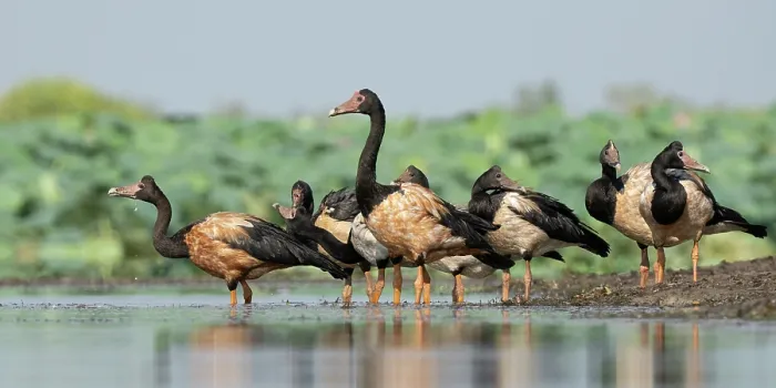 Framed Print : Flock of Magpie geese (Anseranas semipalmata) standing at water's edge, Corroboree Billabong, Northern Territory, Australia Framed Print : Flock of Magpie geese (Anseranas semipalmata) standing at water's edge, Corroboree Billabong, Northern Territory, Australia