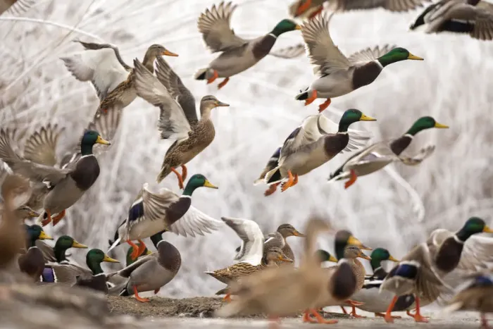 Framed Print : Flock of Mallard ducks (Anas platyrhynchos) taking off, Lake Csaj, Kiskunsagi National Park Framed Print : Flock of Mallard ducks (Anas platyrhynchos) taking off, Lake Csaj, Kiskunsagi National Park