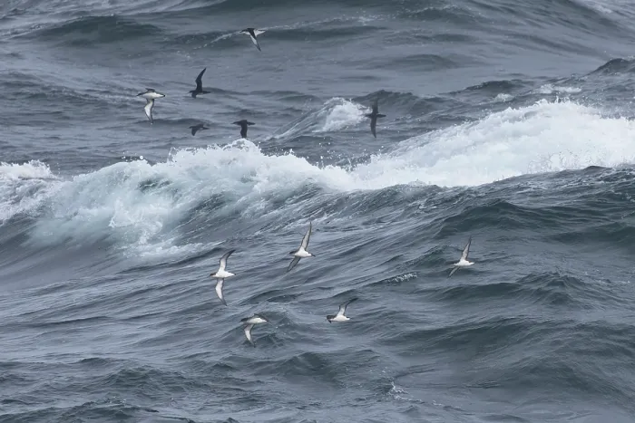 Framed Print : Flock of Manx shearwaters (Puffinus puffinus) in flight over the sea, Cornwall, England, UK. August Framed Print : Flock of Manx shearwaters (Puffinus puffinus) in flight over the sea, Cornwall, England, UK. August