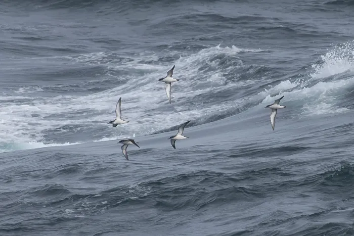 Framed Print : Flock of Manx shearwaters (Puffinus puffinus) in flight over the sea, Cornwall, England, UK. August Framed Print : Flock of Manx shearwaters (Puffinus puffinus) in flight over the sea, Cornwall, England, UK. August