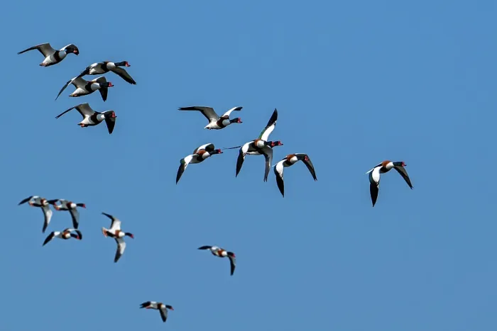 Framed Print : Flock of migrating Common shelducks (Tadorna tadorna) in flight against blue sky, Zeeland, Netherlands. March