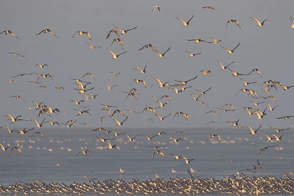 Flock of Oystercatchers (Haematopus ostralegus) and Knot (Calidris canuta) in flight