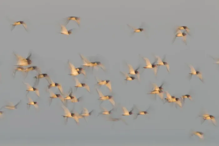 Framed Print : Flock of Oystercatchers (Haematopus ostralegus) in flight, The Wash Estuary, Norfolk, England, UK Framed Print : Flock of Oystercatchers (Haematopus ostralegus) in flight, The Wash Estuary, Norfolk, England, UK