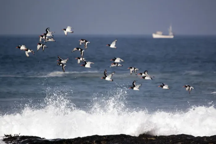 Framed Print : Flock of Oystercatchers (Haematopus ostralegus) in flight, Cornwall, England, August 2010 Framed Print : Flock of Oystercatchers (Haematopus ostralegus) in flight, Cornwall, England, August 2010