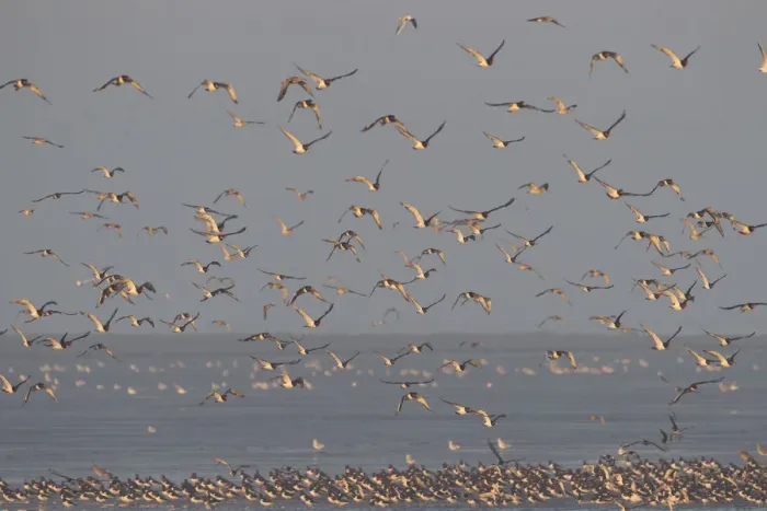 Framed Print : Flock of Oystercatchers (Haematopus ostralegus) and Knot (Calidris canuta) in flight