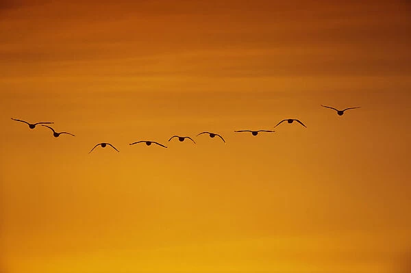 Flock of Pink-footed geese (Anser brachyrhynchus) flying on migration at sunset, Martin Mere WWT