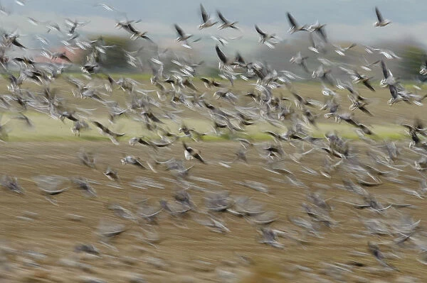 A flock of Pink-footed geese (Anser brachyrhynchus) taking flight from a sugar beet