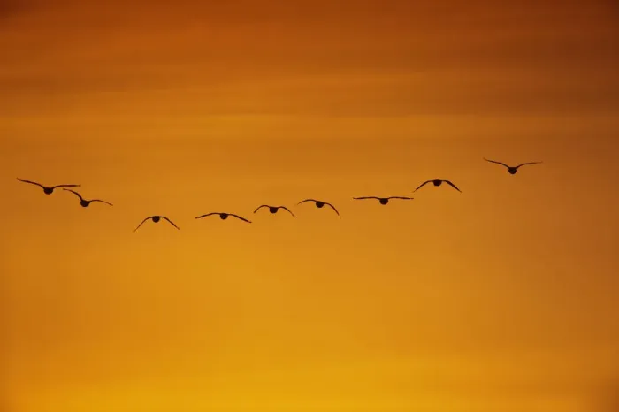 Framed Print : Flock of Pink-footed geese (Anser brachyrhynchus) flying on migration at sunset, Martin Mere WWT Framed Print : Flock of Pink-footed geese (Anser brachyrhynchus) flying on migration at sunset, Martin Mere WWT