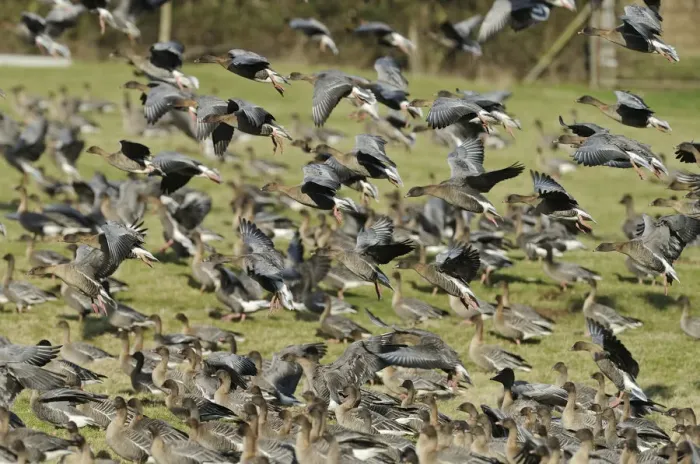 Framed Print : Flock of Pink-footed Geese (Anser brachyrhynchus) landing on grazing marshes, Holkham NNR Framed Print : Flock of Pink-footed Geese (Anser brachyrhynchus) landing on grazing marshes, Holkham NNR