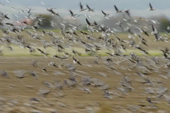 Framed Print : A flock of Pink-footed geese (Anser brachyrhynchus) taking flight from a sugar beet Framed Print : A flock of Pink-footed geese (Anser brachyrhynchus) taking flight from a sugar beet
