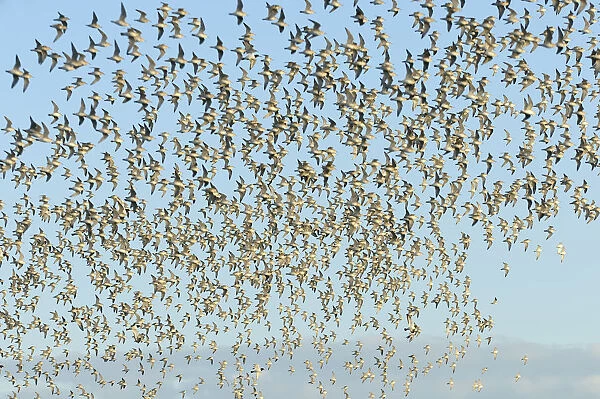 Flock of Red knot (Calidris canutus) in flight at high water on the Wash estuary