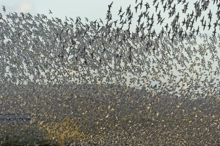 Framed Print : Flock of Red knot (Calidris canutus) and Bar-tailed godwit (Limosa lapponica) in Framed Print : Flock of Red knot (Calidris canutus) and Bar-tailed godwit (Limosa lapponica) in