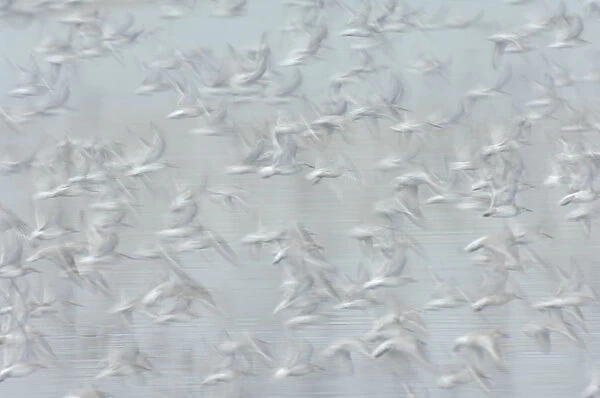 Flock of Red knot (Calidris canutus) in flight, long exposure, winter plumage, Snettisham