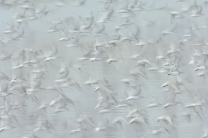 Framed Print : Flock of Red knot (Calidris canutus) in flight, long exposure, winter plumage, Snettisham Framed Print : Flock of Red knot (Calidris canutus) in flight, long exposure, winter plumage, Snettisham