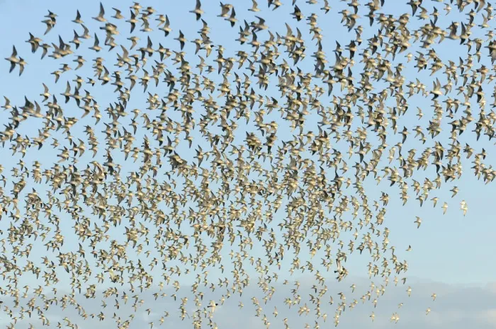 Framed Print : Flock of Red knot (Calidris canutus) in flight at high water on the Wash estuary Framed Print : Flock of Red knot (Calidris canutus) in flight at high water on the Wash estuary