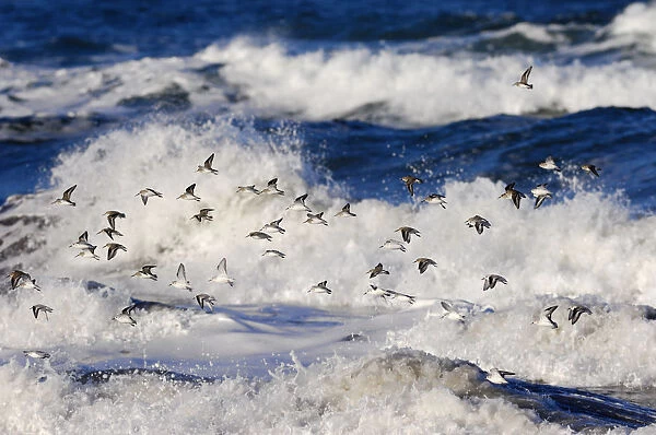 Flock of Sanderling (Calidris alba) flying over a rough sea, Berwickshire Coast, Scotland