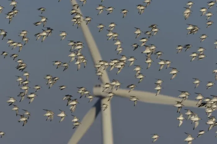 Framed Print : Flock of Sanderlings (Calidris Alba) in flight with wind turbines in background, Atlantic Coast, Vendee, France. December Framed Print : Flock of Sanderlings (Calidris Alba) in flight with wind turbines in background, Atlantic Coast, Vendee, France. December