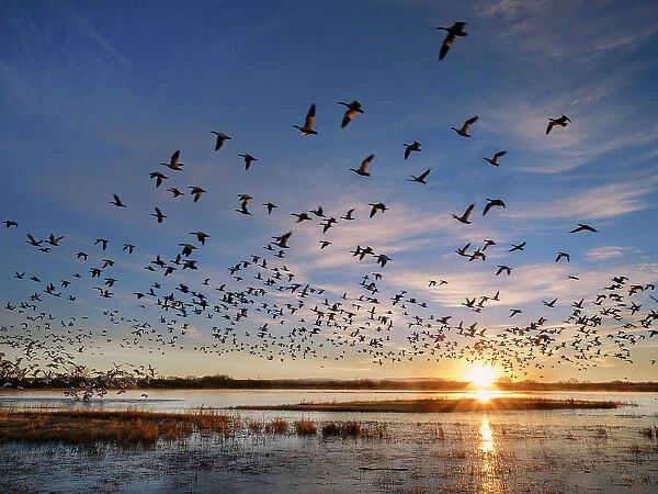 Flock of Snow geese (Anser caerulescens) leaving their roost at sunrise, Bosque del Apache Wildlife Refuge, New Mexico, USA. January