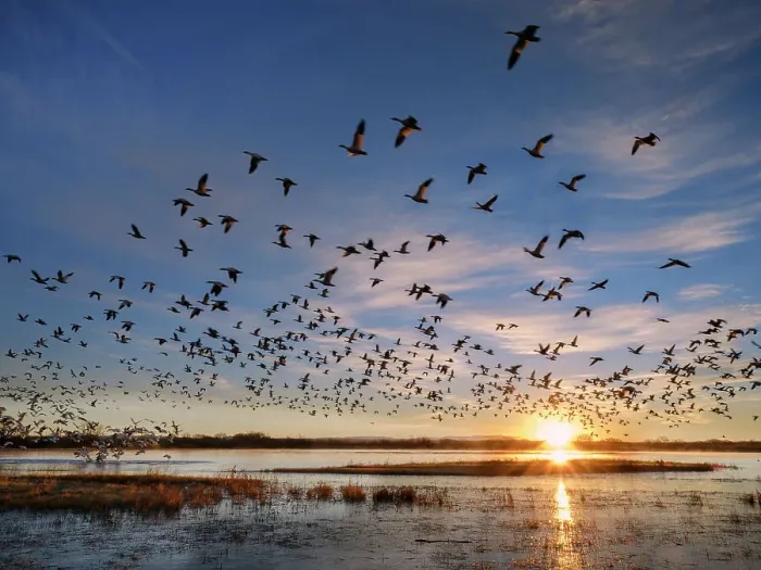 Framed Print : Flock of Snow geese (Anser caerulescens) leaving their roost at sunrise, Bosque del Apache Wildlife Refuge, New Mexico, USA. January Framed Print : Flock of Snow geese (Anser caerulescens) leaving their roost at sunrise, Bosque del Apache Wildlife Refuge, New Mexico, USA. January