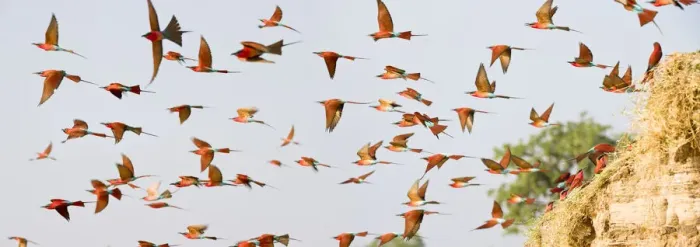 Framed Print : Flock of Southern carmine bee-eaters (Merops nubicoides Framed Print : Flock of Southern carmine bee-eaters (Merops nubicoides