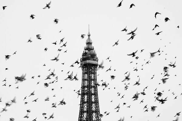 A flock of Starlings (Sturnus vulgaris) flying in front of the Blackpool Tower, England, UK, September 2010