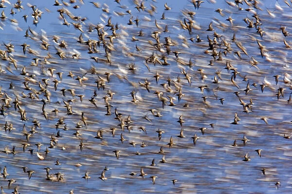 Flock of waders in flight, Japsand, Schleswig-Holstein Wadden Sea National Park, Germany