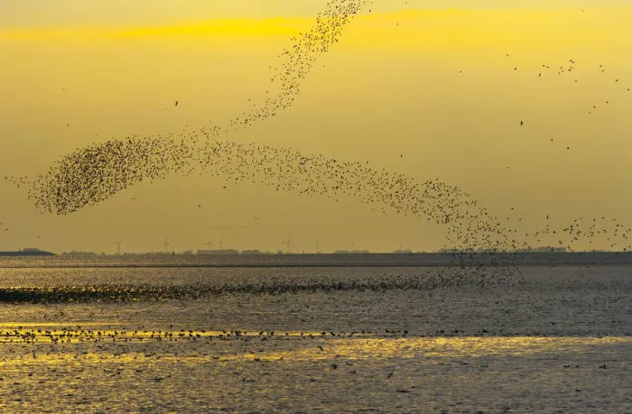 Framed Print : Flock of wading birds flying over The Wash, at dusk, Norfolk, UK, September 2008 Framed Print : Flock of wading birds flying over The Wash, at dusk, Norfolk, UK, September 2008