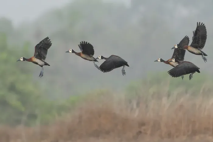 Framed Print : Flock of White-faced whistling duck (Actophilornis africanus) in flight, Allahein River, The Gambia Framed Print : Flock of White-faced whistling duck (Actophilornis africanus) in flight, Allahein River, The Gambia