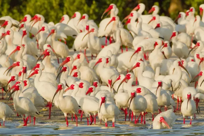 Framed Print : Flock of White ibis (Eudocimus albus) in breeding plumage, at rookery on water s