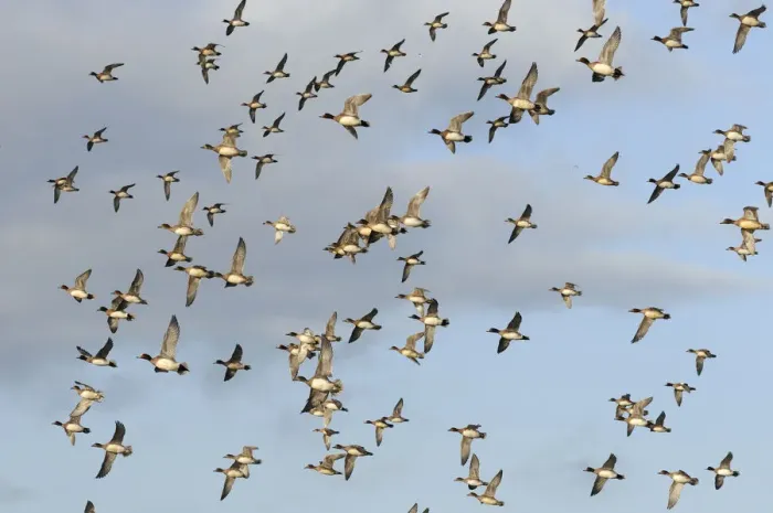 Framed Print : Flock of Wigeon (Anas penelope) and a few Common Teal (Anas crecca) flying overhead in winter Framed Print : Flock of Wigeon (Anas penelope) and a few Common Teal (Anas crecca) flying overhead in winter