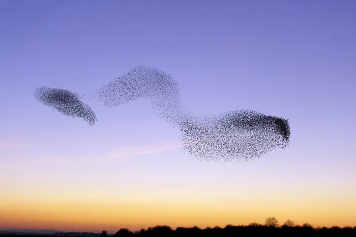 Framed Print : Flocks of Common Starling (Sturnus vulgaris) gathering before landing at winter roost Framed Print : Flocks of Common Starling (Sturnus vulgaris) gathering before landing at winter roost