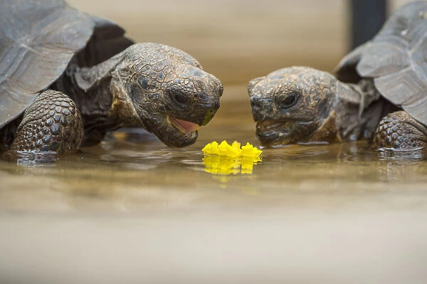 Floreana giant tortoise hybrid descendants (Chelonoidis elephantopus) feeding on flower